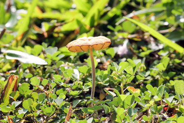 Willd mushroom in the garden
