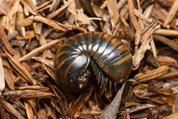 Pill millipede circular