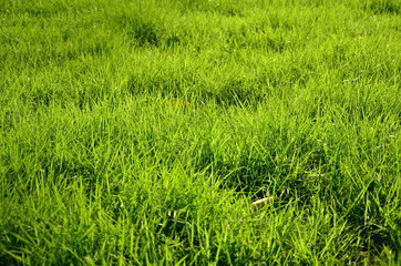 green grass background from field