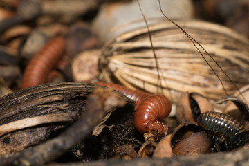 millipede
