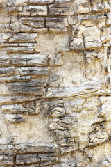 tree bark texture background