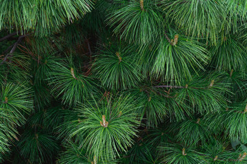 Fototapeta na wymiar green prickly of pine tree branches background