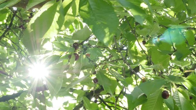 Sour cherry tree branch with tasty fruit and sunrays 4K 2160p UltraHD footage - Prunus cerasus tree branches and fruits on it 4K 3840X2160 UHD video