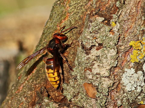 Asian giant hornet, Vespa mandarinia