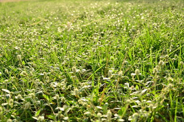green grass background from field