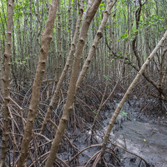 Obraz premium Root of tree in mangrove forest