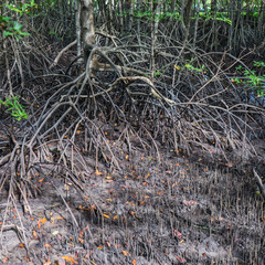 Obraz premium Root of tree in mangrove forest