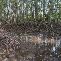 Root of tree in mangrove forest