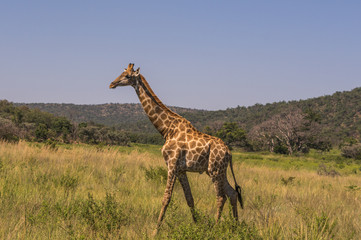 Giraffe grazing in the Welgevonden Game Reserve in South Africa