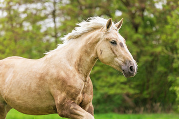 Obraz na płótnie Canvas Beautiful Estonian draft horse.