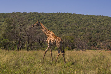 Giraffe grazing in the Welgevonden Game Reserve in South Africa