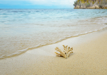 Coral on the sand at beach