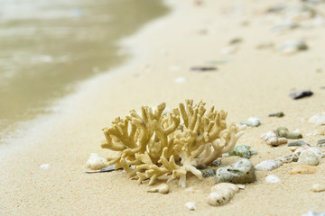 Coral on the sand at beach