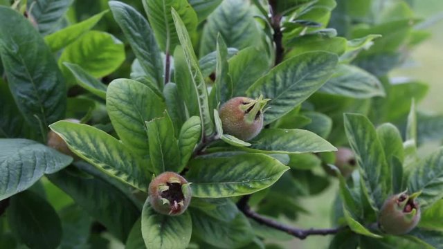 Mespilus germanica, known as the medlar or common medlar