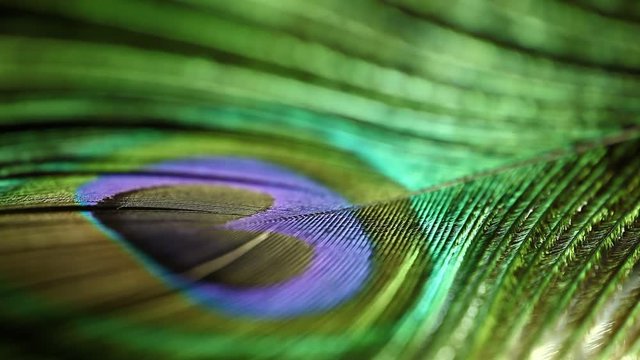 peacock feather