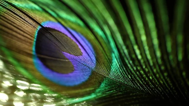peacock feather