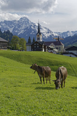 Fototapeta na wymiar cows in the austrian alps: Kleinwalsertal
