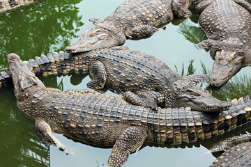 Obraz premium Many crocodiles