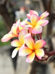 Pink flower Frangipani or Plumaria