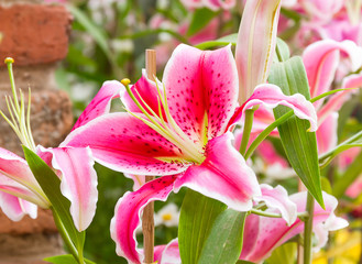 Close up of pink lily flower