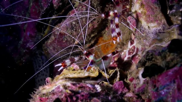 Banded boxer shrimps