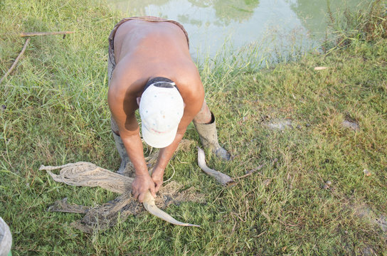 Fisher Old Man 60 Year Old Using Fishing Net Catch Catfish