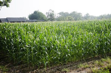 Fototapeta na wymiar Agricultural corn plantation farm at countryside