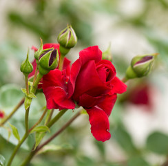 beautiful red roses in spring garden