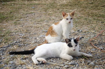 Naklejka na ściany i meble Thai domestic cats