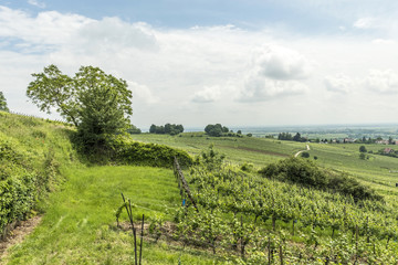 Obraz premium vineyard landscape in region Alsace near village of Barr