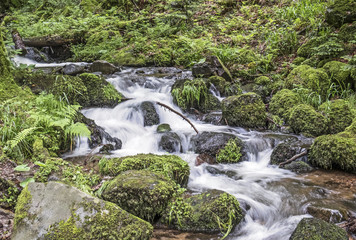 creek in the forest flows over stones covered with moss