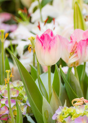 Pink tulip flower in garden