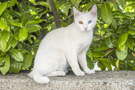 relaxed white cat with blue and green eyes