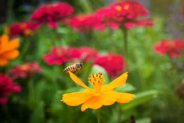 summer flower garden