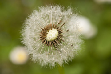 Close up of a dandelion, taraxacum, seeds