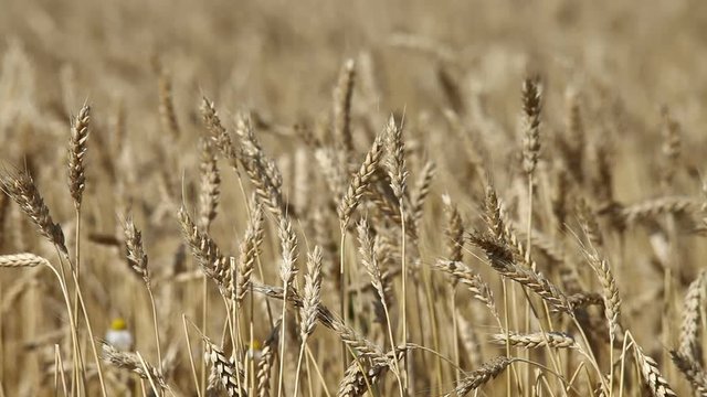 Wheat fields in Bulgaria