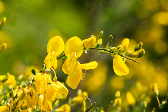 Ginsterbl&uuml;te