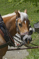 carriage horse in the austrian alps: Kleinwalsertal