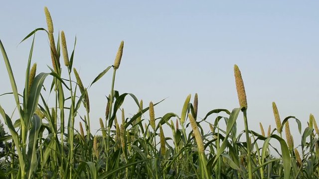 Pearl millet field 