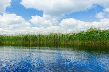 Fields of cane in Danube Delta with blue sky
