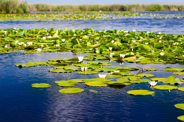 White water lilies in the Danube delta