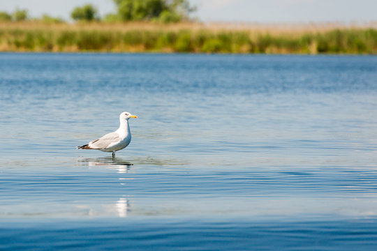 Caspian seagulls, image taken in Danube Delta, Romania