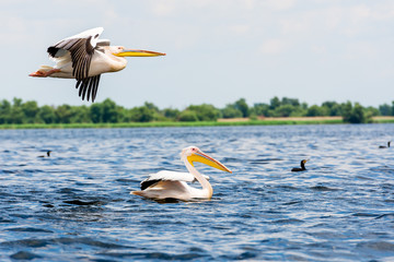 Fototapeta na wymiar Great white pelicans