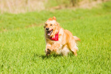 Golden retriever running on the lawn