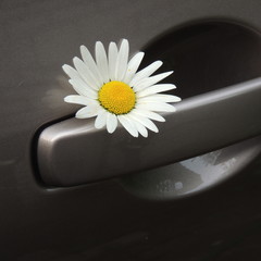 белая ромашка на ручке двери автомобиля 
