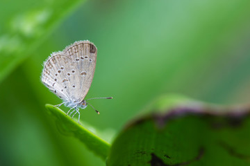 cute butterfly on nature background