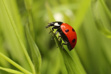 Lady bug © achkin