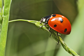 Lady bug