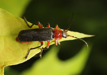 Beetle