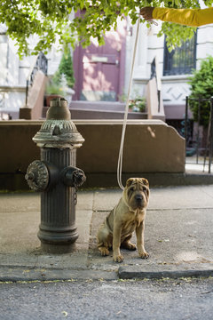 A Shar-Pei on a leash, outdoors